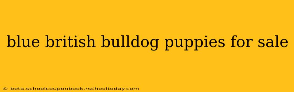 blue british bulldog puppies for sale