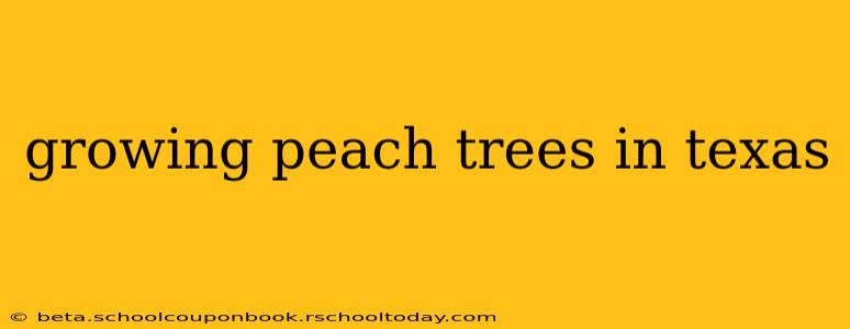 growing peach trees in texas