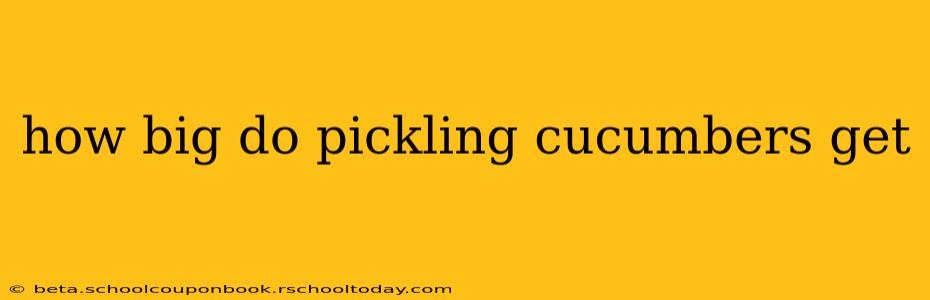 how big do pickling cucumbers get