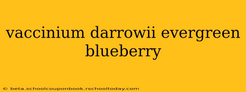 vaccinium darrowii evergreen blueberry