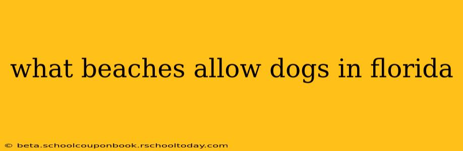 what beaches allow dogs in florida