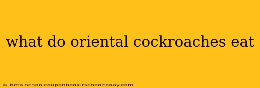 what do oriental cockroaches eat