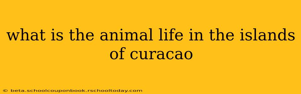 what is the animal life in the islands of curacao