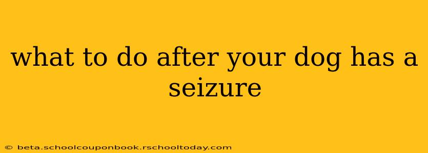 what to do after your dog has a seizure
