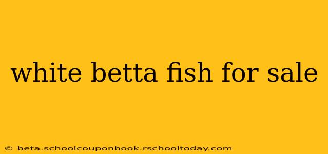 white betta fish for sale