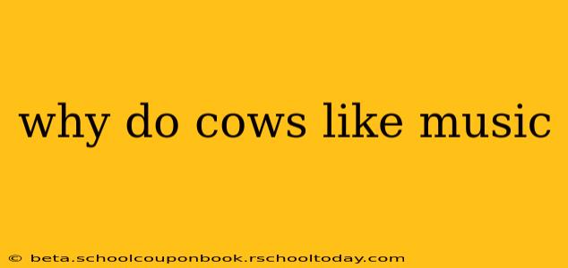 why do cows like music