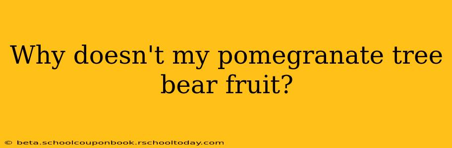 Why doesn't my pomegranate tree bear fruit?