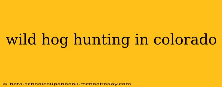 wild hog hunting in colorado